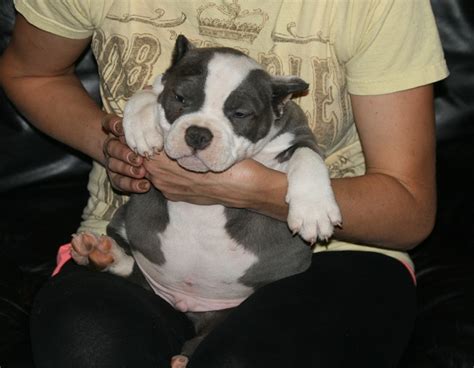 Ncg Toadline Exotics Bullies Blue Nose Pitbull Puppies For Sale North