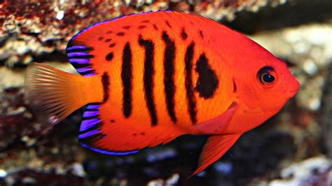 The 8 Most Beautiful Saltwater Fish In The World