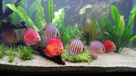 How To Protect Your Discus Fish With The Proper Water Chemistry My