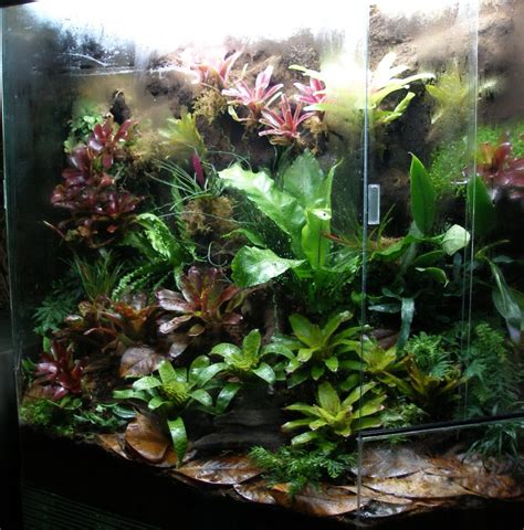 Tropical Terrarium And Vivarium Creation Amphibian Care