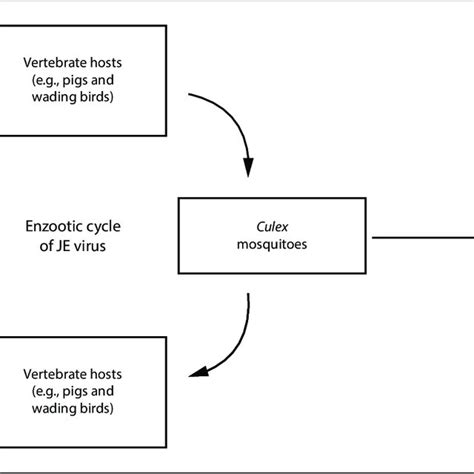 Transmission Cycle Of Japanese Encephalitis Virus Download