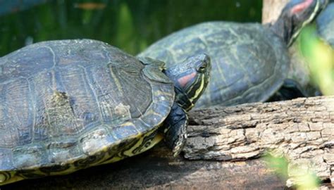 They are testing to see whether plants with defective mechanoreceptors can still. How to Identify Oklahoma Water Turtles | Sciencing