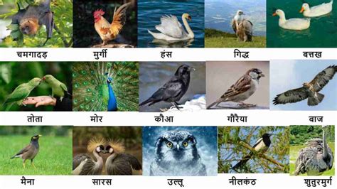 Birds Name In Hindi Archives Easy Hindi Vyakaran