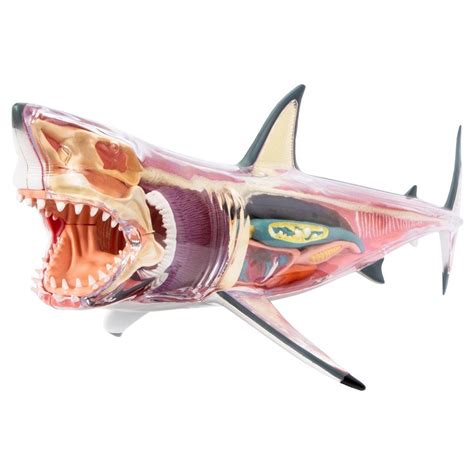 4d Vision Great White Shark Anatomy Model From 4d Master