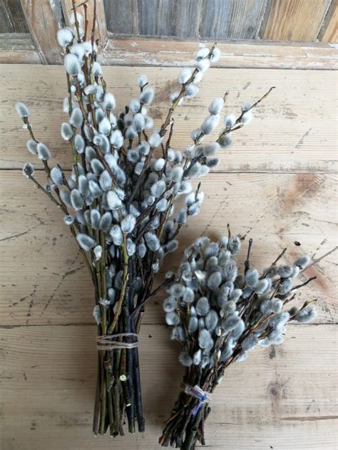 Small Pussy Willow Bouquet Small Willow Bunch Spring Home Etsy