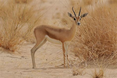 Top 10 Amazing Sahara Desert Animals In The World