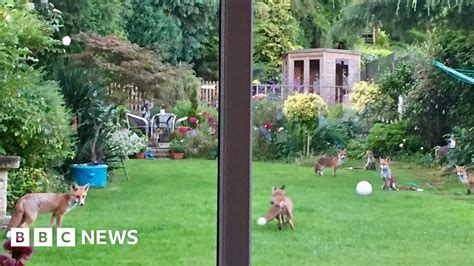Foxes Spotted In A Foxes Fans Garden Bbc News