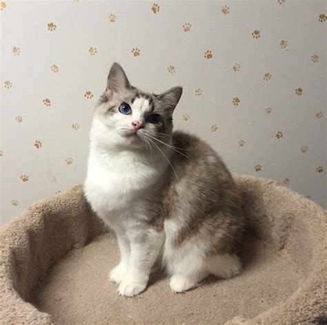 We want to assure you that the health. Ragdoll Available Kittens San Diego CA | RAGBENCHER Ragdolls