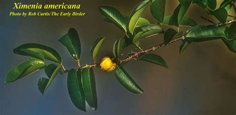 Ximenia Americana Photos Isb Atlas Of Florida Plants Isb Atlas