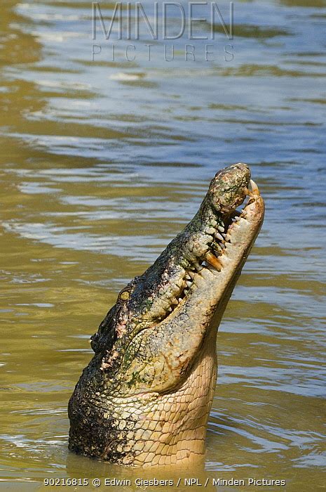 Saltwater Crocodile Stock Photo Minden Pictures