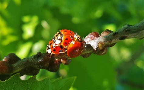 free images nature branch flower green insect ladybug bug flora fauna ladybird