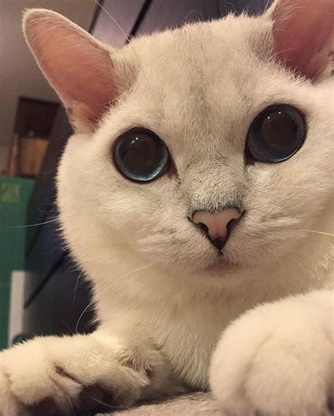The 25 Cutest Cats You Can Follow Online