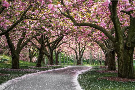Everything You Need To Know Before Visiting Brooklyn Botanic Garden