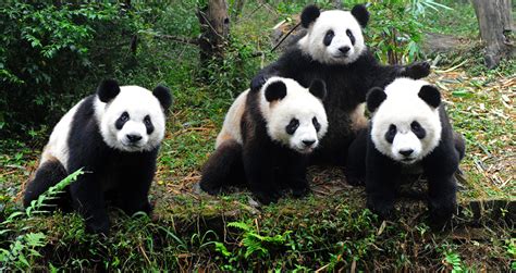Самые интересные факты о пандах с фото Vivareit
