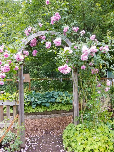 Pink Climbing Roses Over Arbor Stock Image Image Of Path Vertical