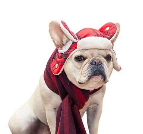 Dog Hat Scarf Stock Photos Pictures And Royalty Free Images Istock