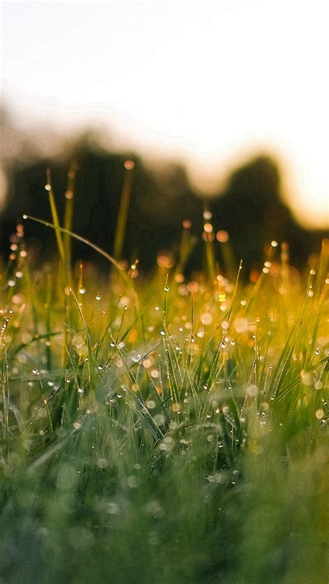 Lawn Green Nature Sunset Light Bokeh Spring Iphone Wallpapers Free Download