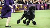 Westminster Dog Show Celebrates 145 Years, But 2021 Will Be Different ...