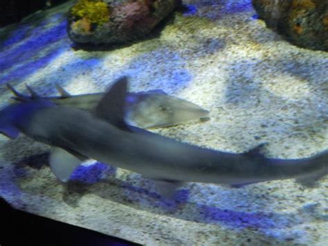 Small Shark Tank Indoor Exhibit Picture Of Mystic