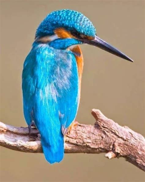 Pin By Meryem Kaya On Muhteşem Canlılar Beautiful Birds Colorful Birds Nature Birds