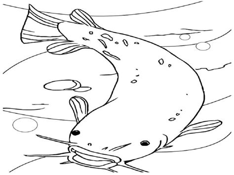 Download apk nekopoi no vpn : Fish Color Page for Kindergarten | Animal coloring pages ...