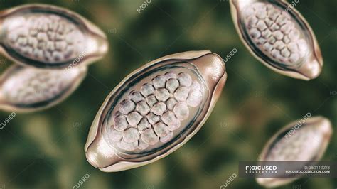Eggs Of Parasitic Worm Trichuris Trichiura Computer Illustration