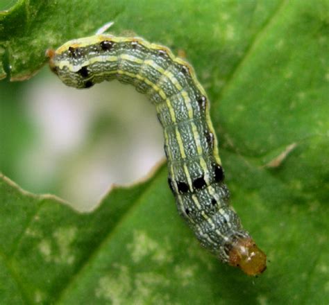 Spodoptera Eridania Southern Armyworm