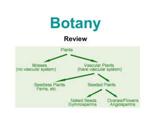 Ppt Plant Classification Structure