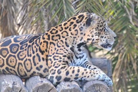 Brazil Embarks On Cloning Of Wild Animals Inter Press Service