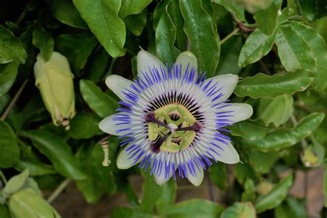 Blue Passion Flower Free Stock Photo Public Domain Pictures