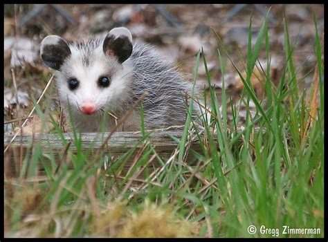 Baby Opossum Flickr Photo Sharing