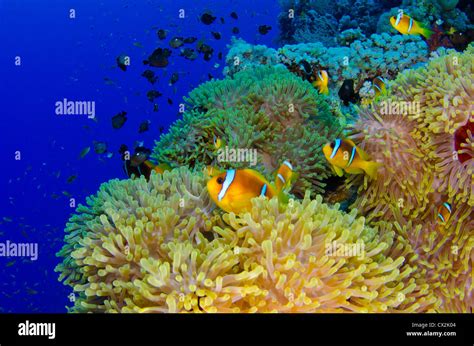 Red Sea Underwater Coral Reef Sea Life Marine Life Ocean Scuba