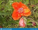 Poppy Flower Close Up Dead Flower Stock Image - Image of close, black ...