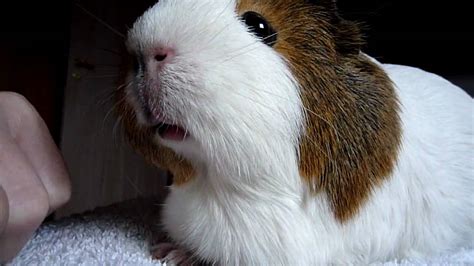 Guinea Pig With Big Eyes Hd Youtube