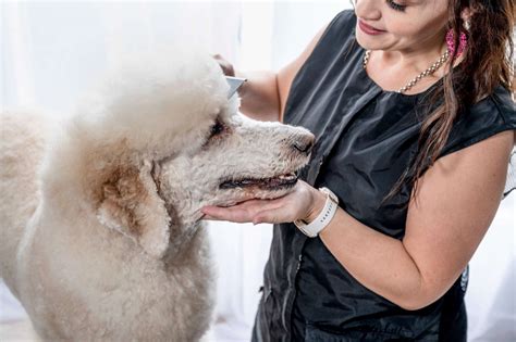 Home Maintenance Grooming | Pamper Paws