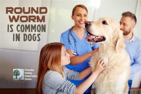 Roundworm Is Common In Dogs Chaska Valley Veterinary Clinic