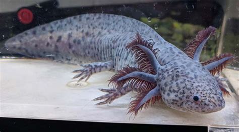 13 Axolotl Colors From Natural Hues To Multi Colored Morphs Animal