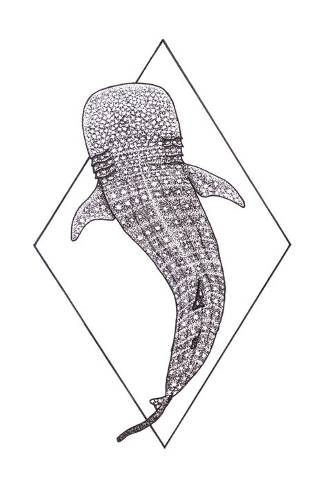 Whale Shark Sticker By Jo Draws White Background 3x3 Shark