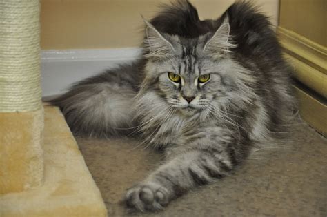 Mona Of EuroCoons Silver Classic Female Maine Coot Cat Maine Coon