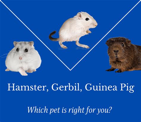 Hamsters Vs Gerbils Vs Guinea Pigs The Petster