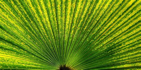 Green Fan Palm Leaf For Background Texture Stock Photo Image Of