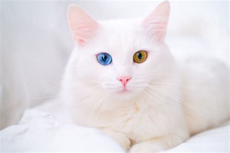 White Cat With Different Color Eyes Turkish Angora Van Kitten With