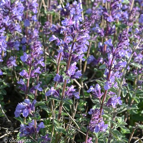 Get free shipping on qualified cat furniture or buy online pick up in store today in the outdoors department. Nepeta 'Cat's Pajamas' - buy plants at Coolplants