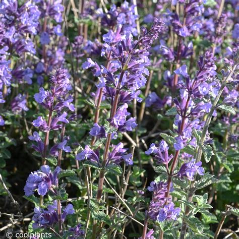 Na de bloei mag men haar diep. Nepeta 'Cat's Pajamas' - buy plants at Coolplants