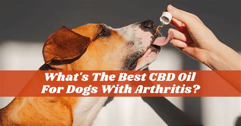 Best Cbd Oil For Dogs Arthritis 1 Choice Of Dog Owners