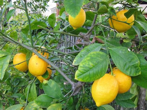 Lemon is somewhat demanding in its. Pinterest Gardening Ideas Fertilizing A Lemon Tree Photograp