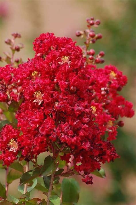 Buy Red Rooster Crape Myrtle Free Shipping Trees For Sale Online