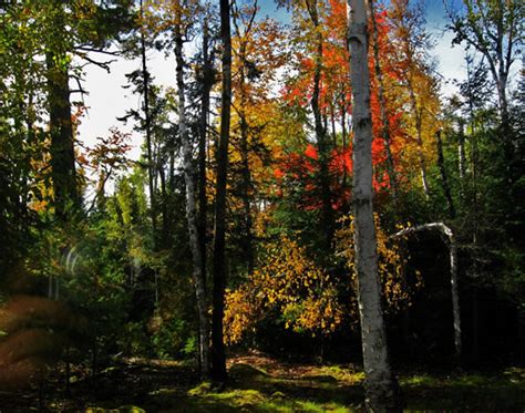 Plant Life Forests