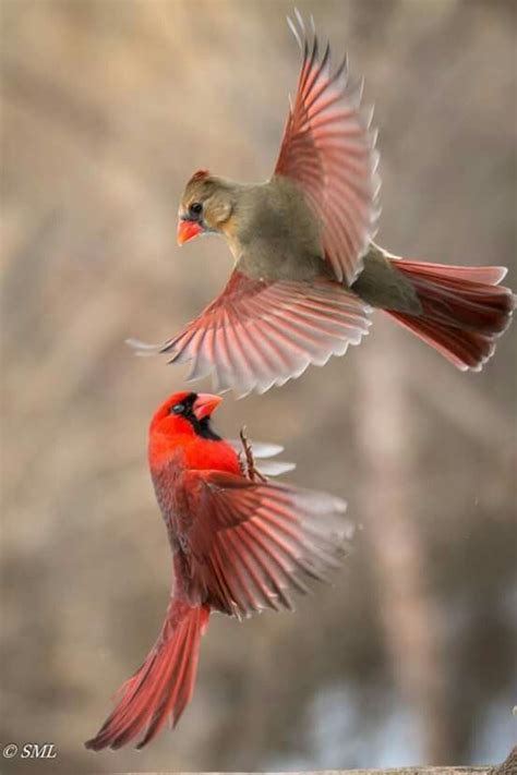 Kissing Cardinals Wild Birds Pretty Birds Beautiful Birds