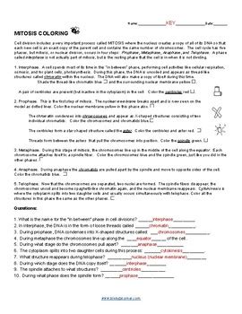 Print out animal pages/information sheets to color. Www.biologycorner.com Mitosis Coloring Worksheet Answer Key + My PDF Collection 2021